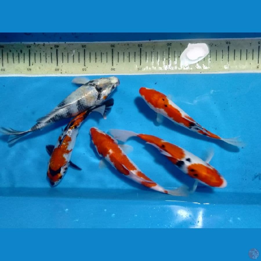 ikan partai 20-23cm