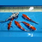ikan partai 20-23cm