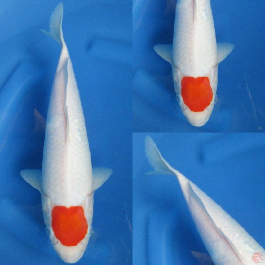 Tancho Ori 2 , 31 cm