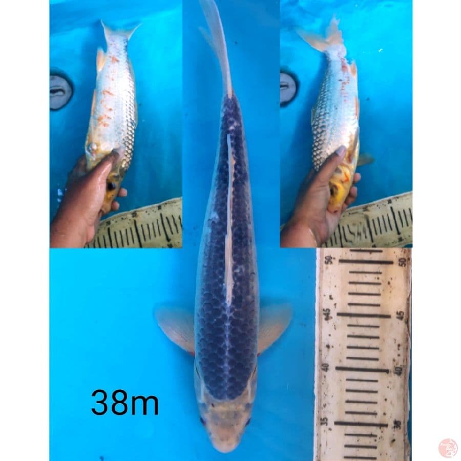 Asagi, 38cm male