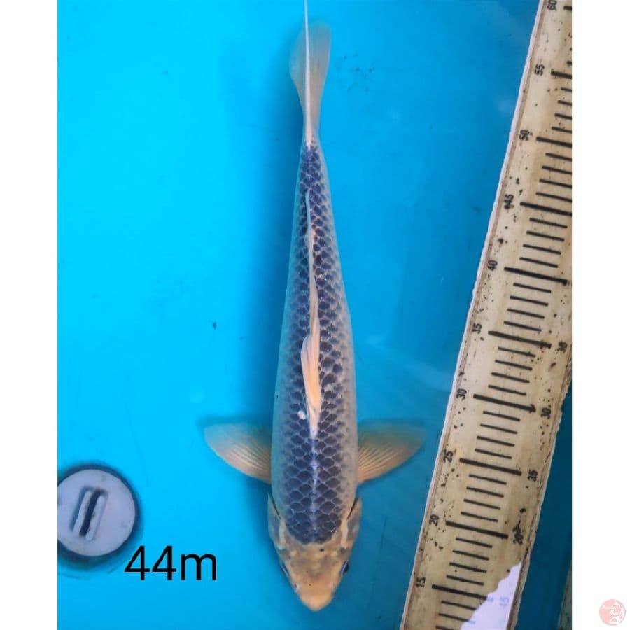 Asagi, 44cm male