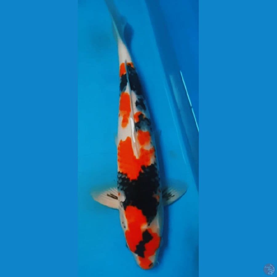 kindai showa 42cm