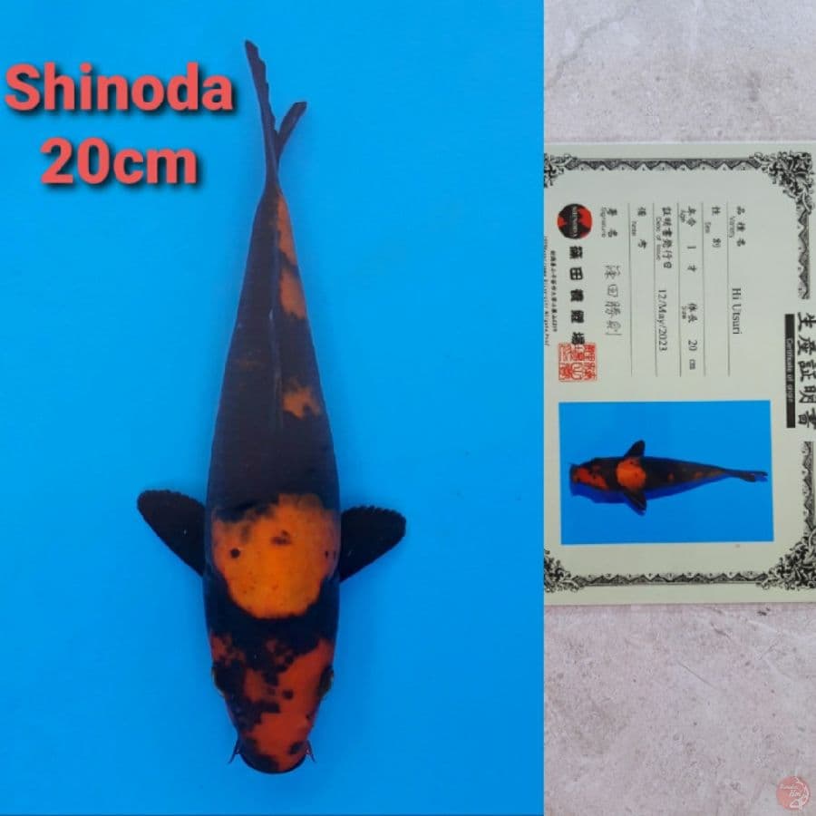 SHINODA HIUTSURI 20CM SERTI