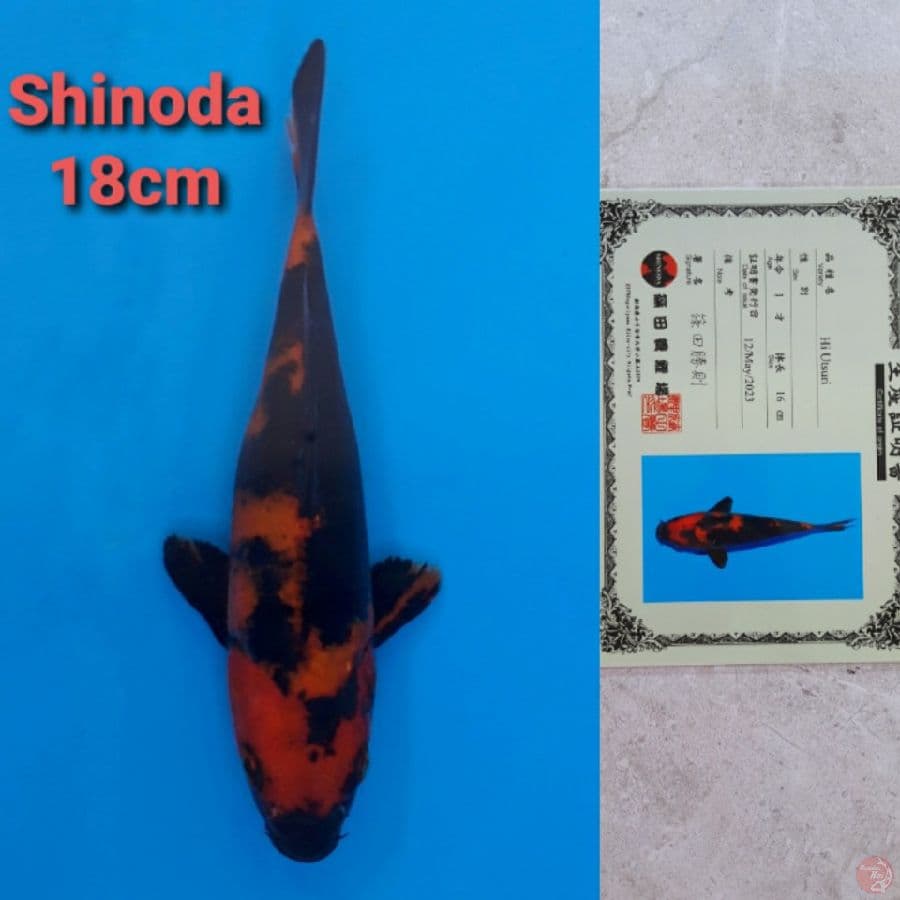 SHINODA HIUTSURI 18CM SERTI