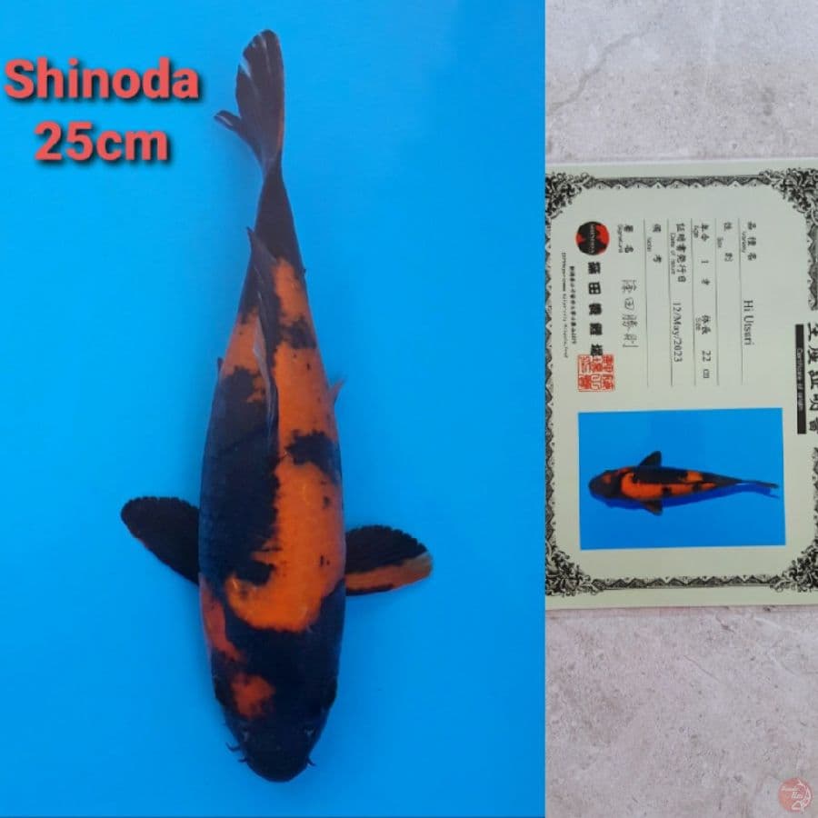 SHINODA HIUTSURI 25CM SERTI