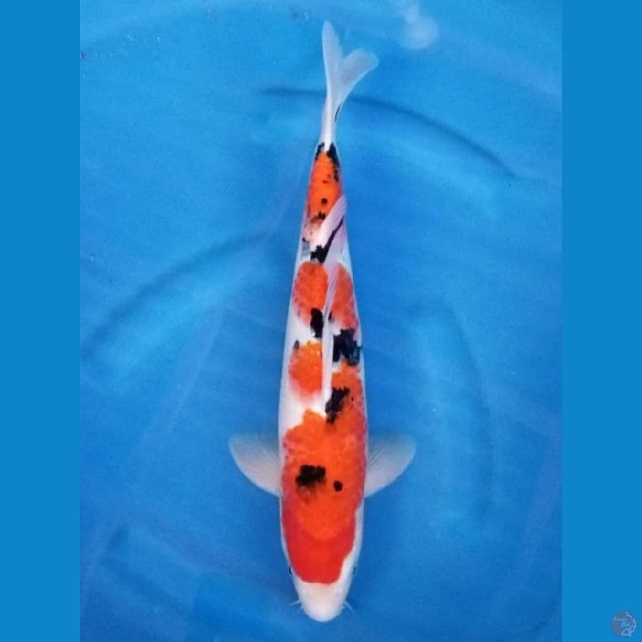 SANKE 39 CM MALE