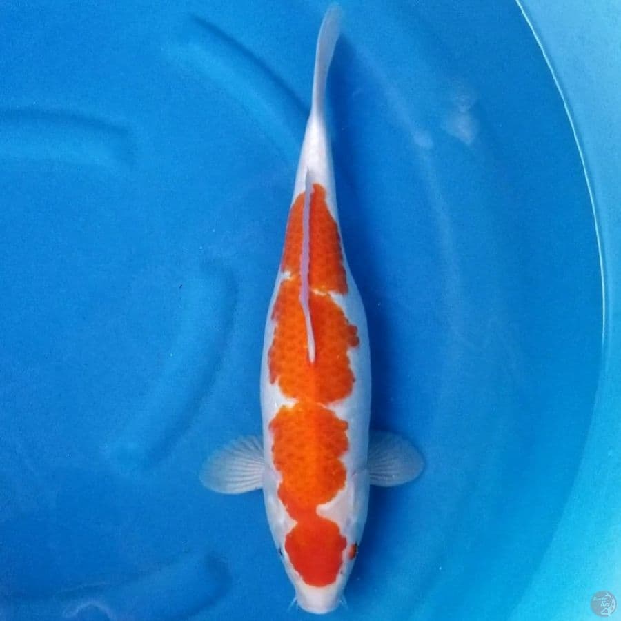 KOHAKU 43 CM FM