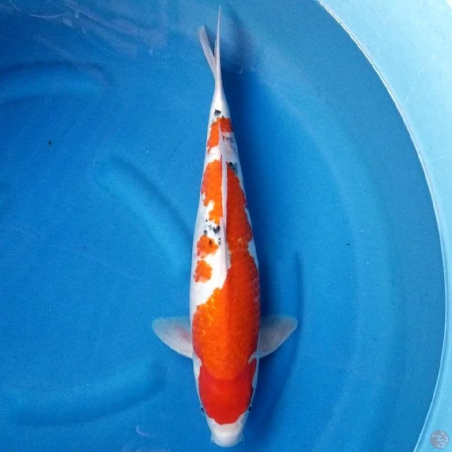 SANKE 45 CM FM