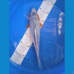 Narumi 29 cm