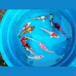 koi size 20-25cm rata rata 25cm 