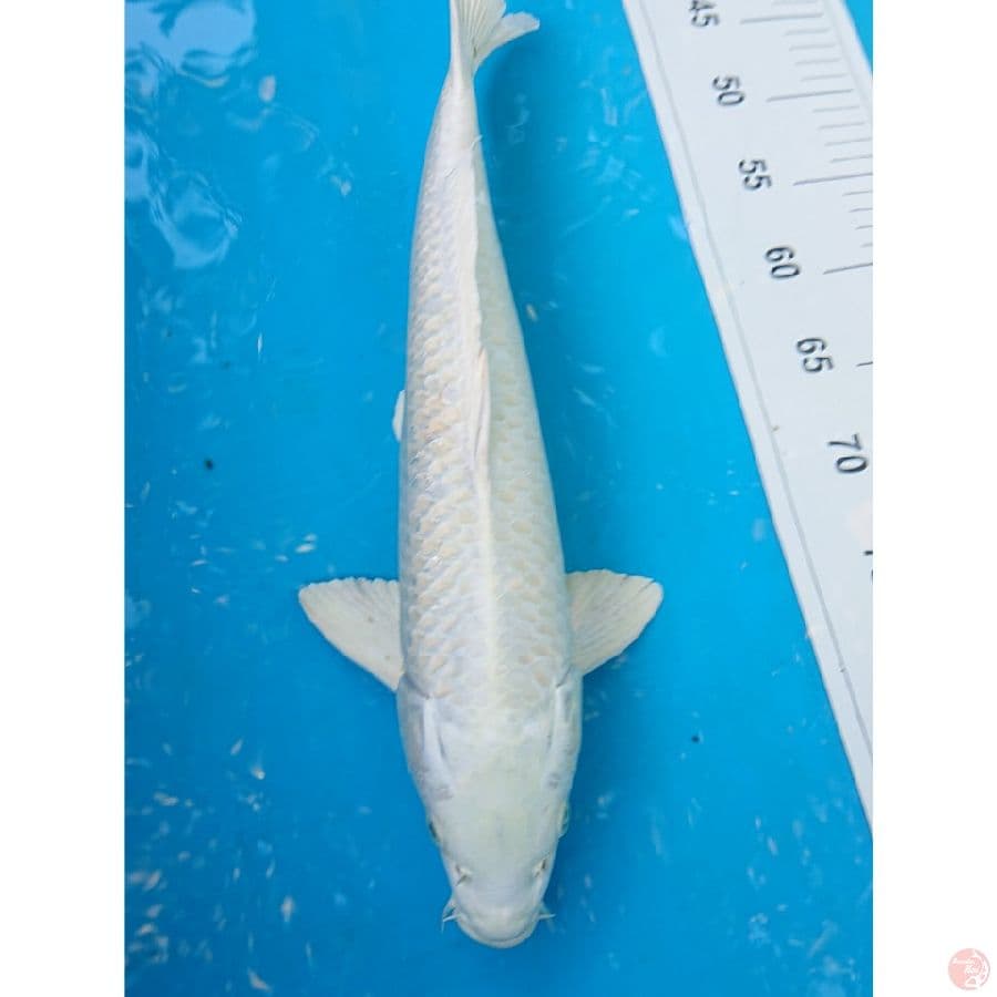 JUMBO PLATINUM 44 CM