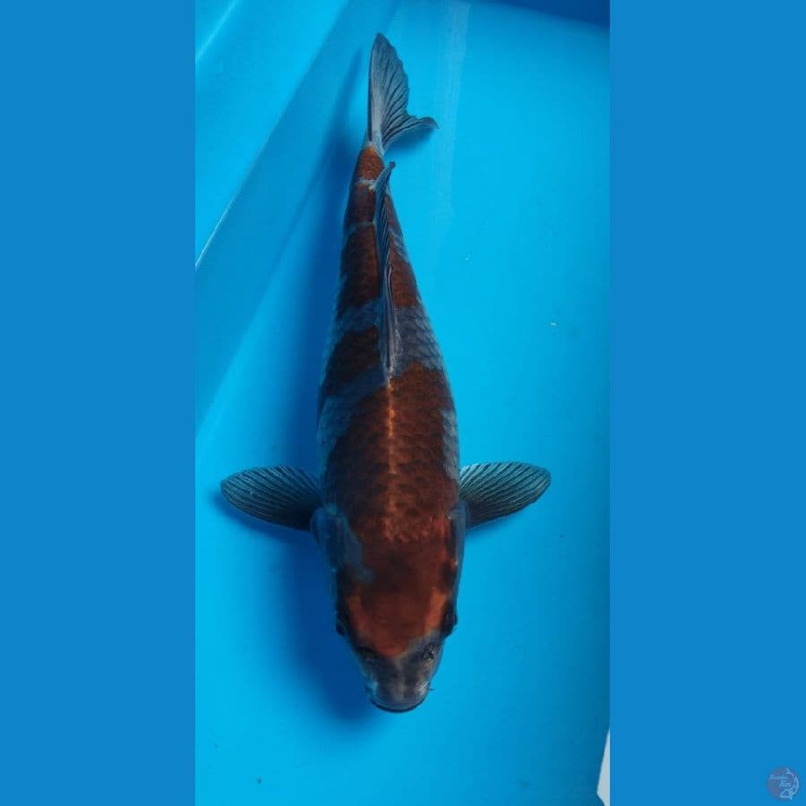40cm kogane ochiba F