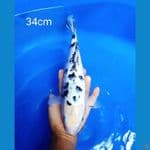 Shirobeko ginrin 34cm