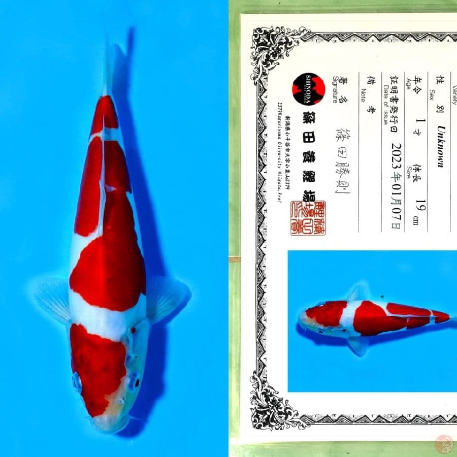 SHINODA DOITSU KOHAKU SQ 27CM