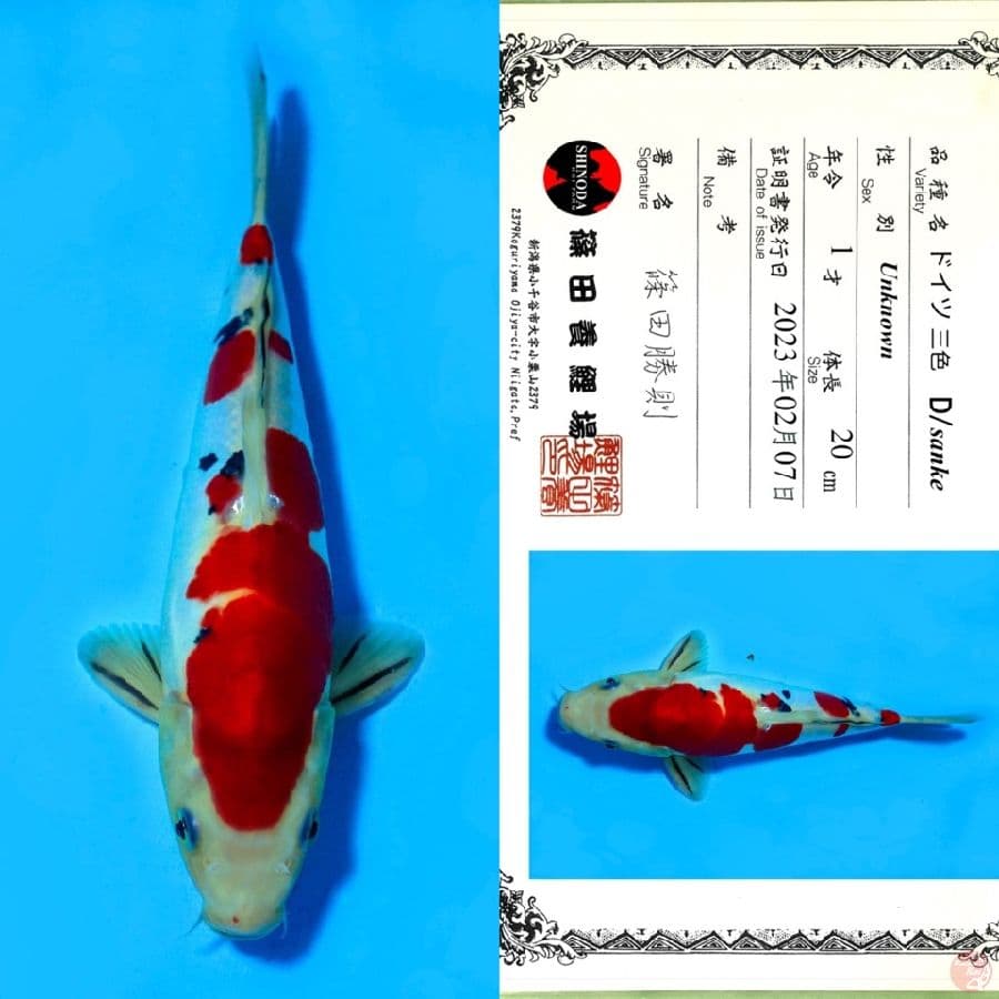 SHINODA DOITSU SANKE HQ 29CM