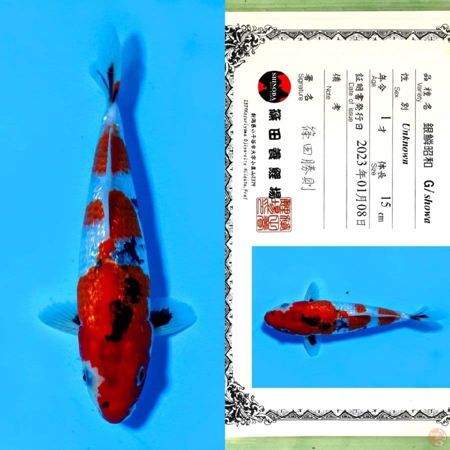 SHINODA GINRIN SHOWA HQ (tategoi) 23CM