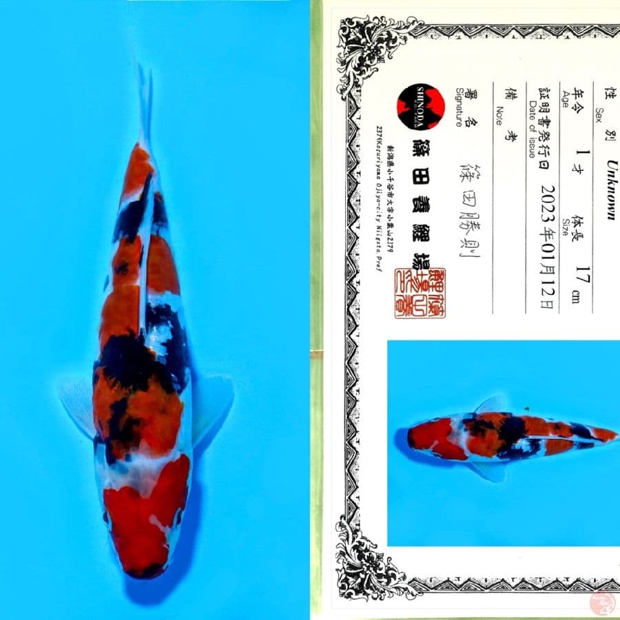 SHINODA DOITSU SHOWA HQ 25CM