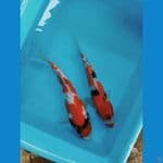 duo showa