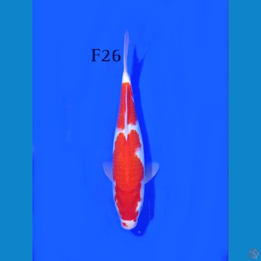 KOHAKU FEMALE 26CM