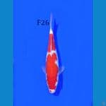 KOHAKU FEMALE 26CM