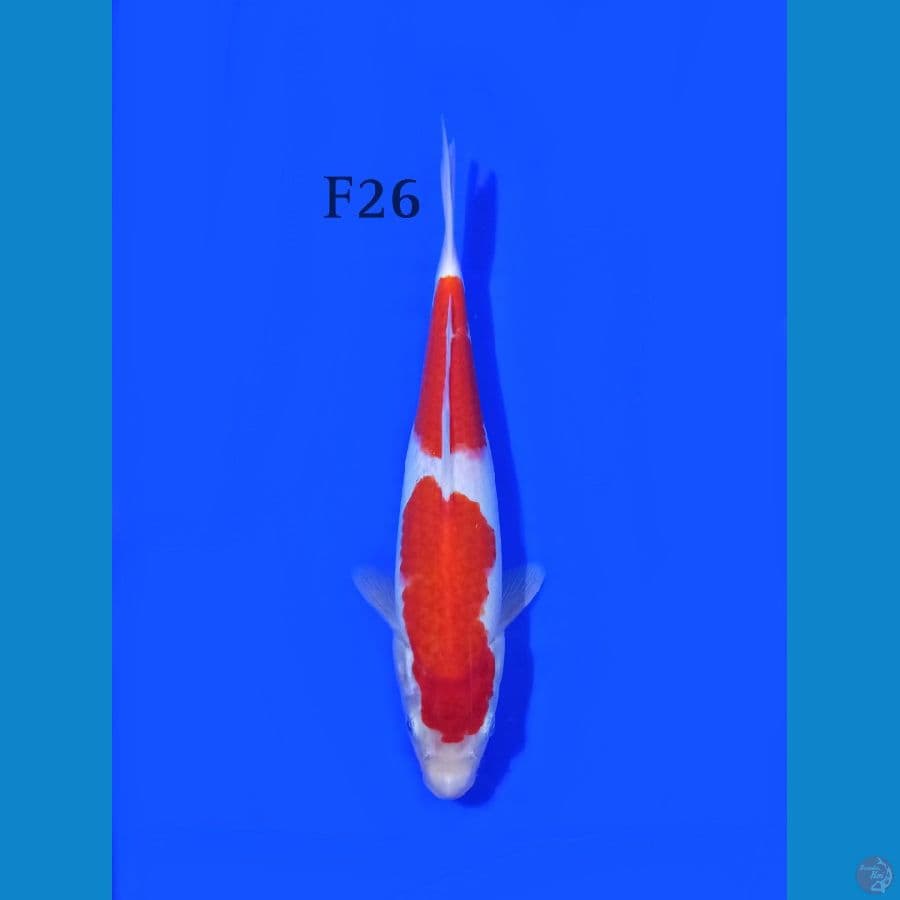 KOHAKU FEMALE 26CM