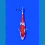 KOHAKU FEMALE 26CM