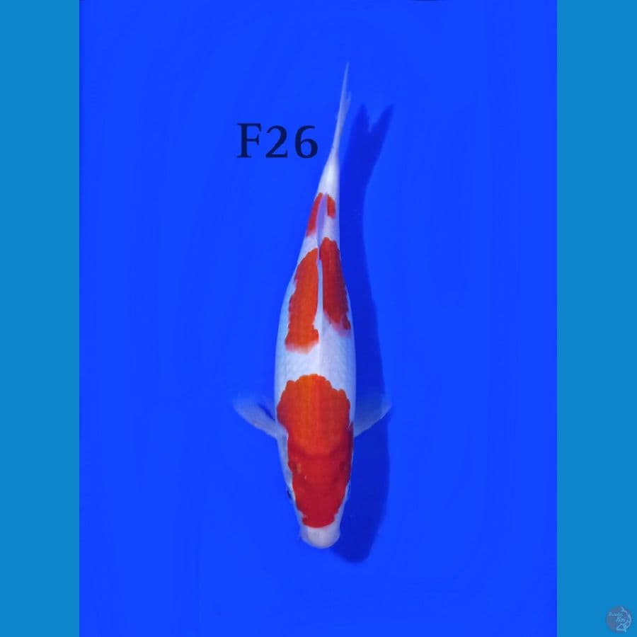 KOHAKU FEMALE 26CM