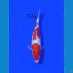 KOHAKU FEMALE 26CM