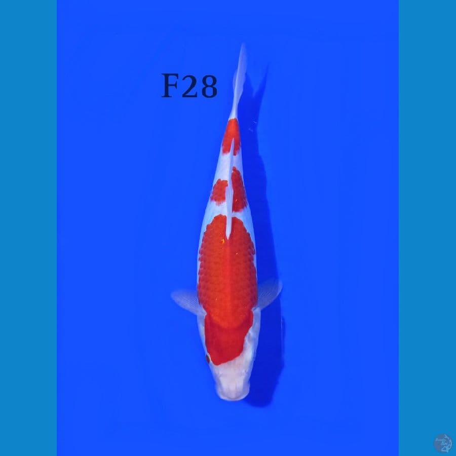 KOHAKU FEMALE 28CM