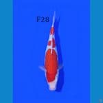 KOHAKU FEMALE 28CM