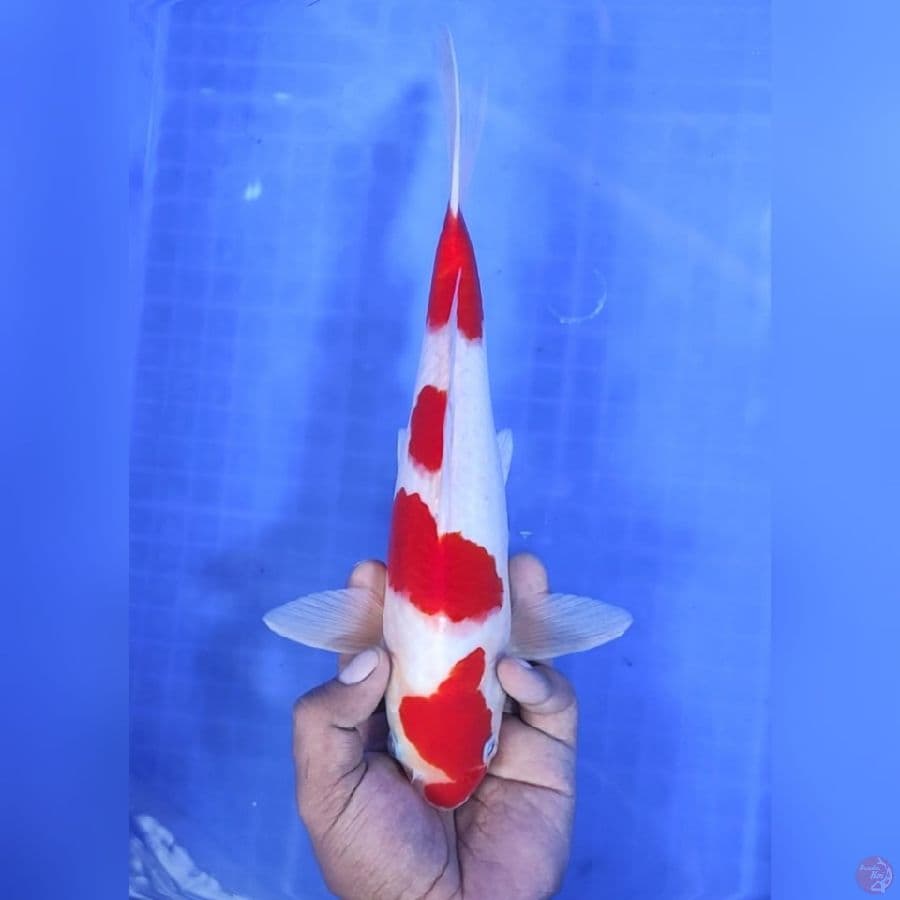 ( 30CM ) KOHAKU - MALE