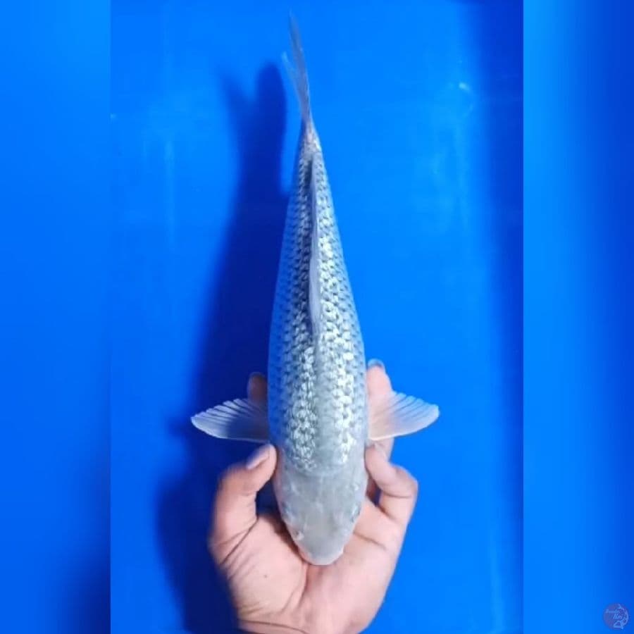 ( 35CM ) SORAGOI GINRIN - FEMALE
