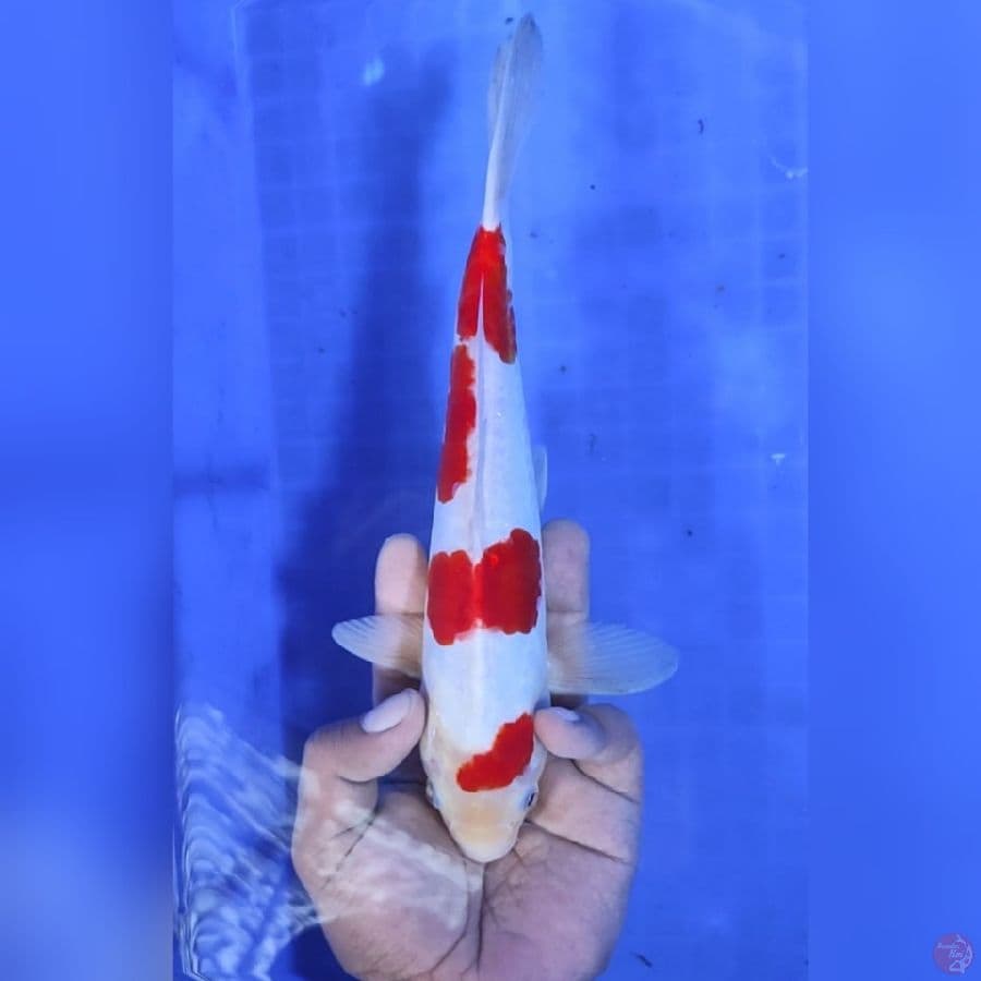 ( 26CM ) KOHAKU - MALE