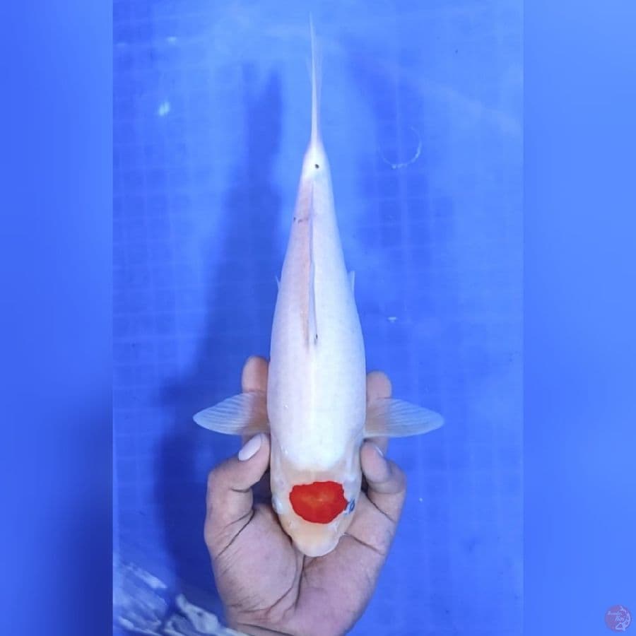 ( 30CM ) TANCHO ORIGINAL - FEMALE