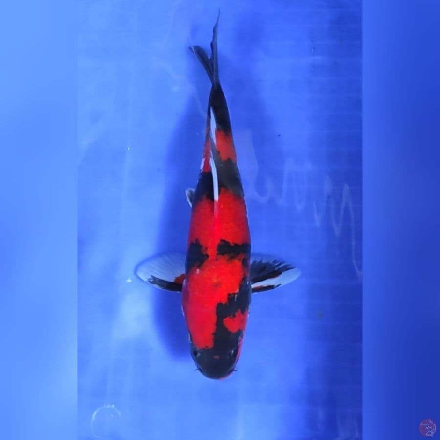 ( 30CM ) HI SHOWA STRONG - MALE
