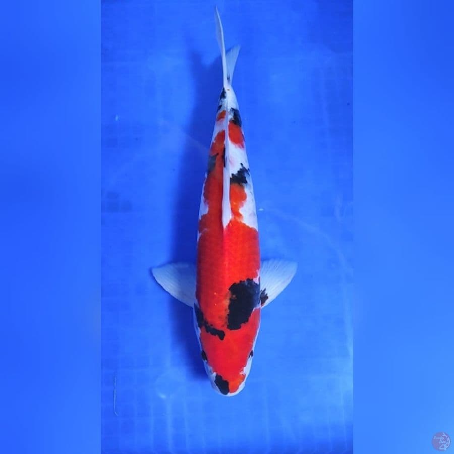 ( 43CM ) SHOWA QUALITY - MALE