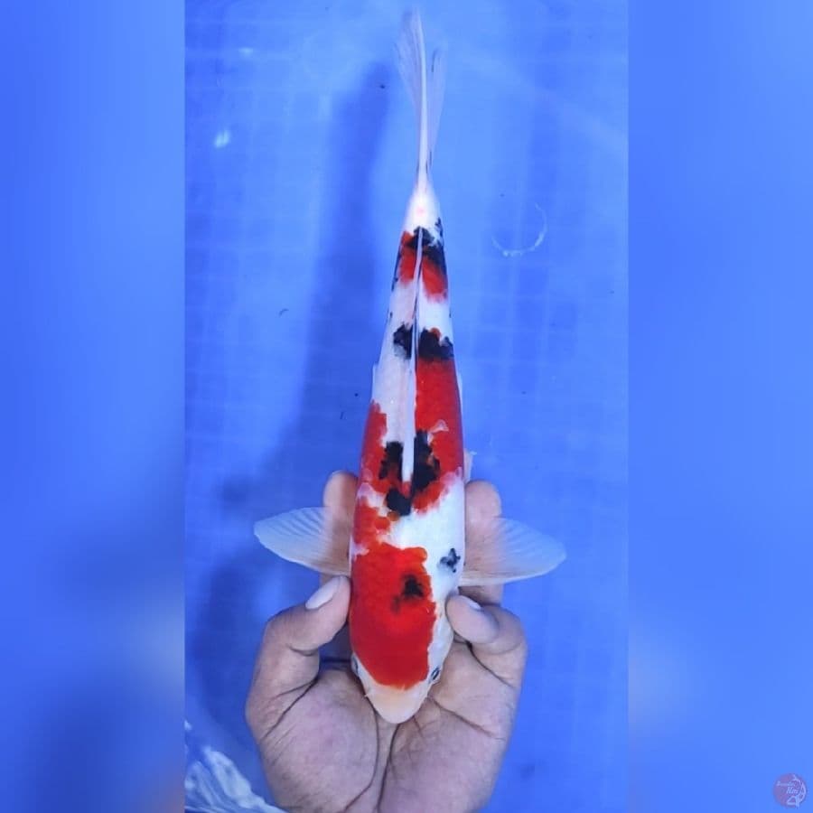 ( 29CM ) SHOWA - MALE