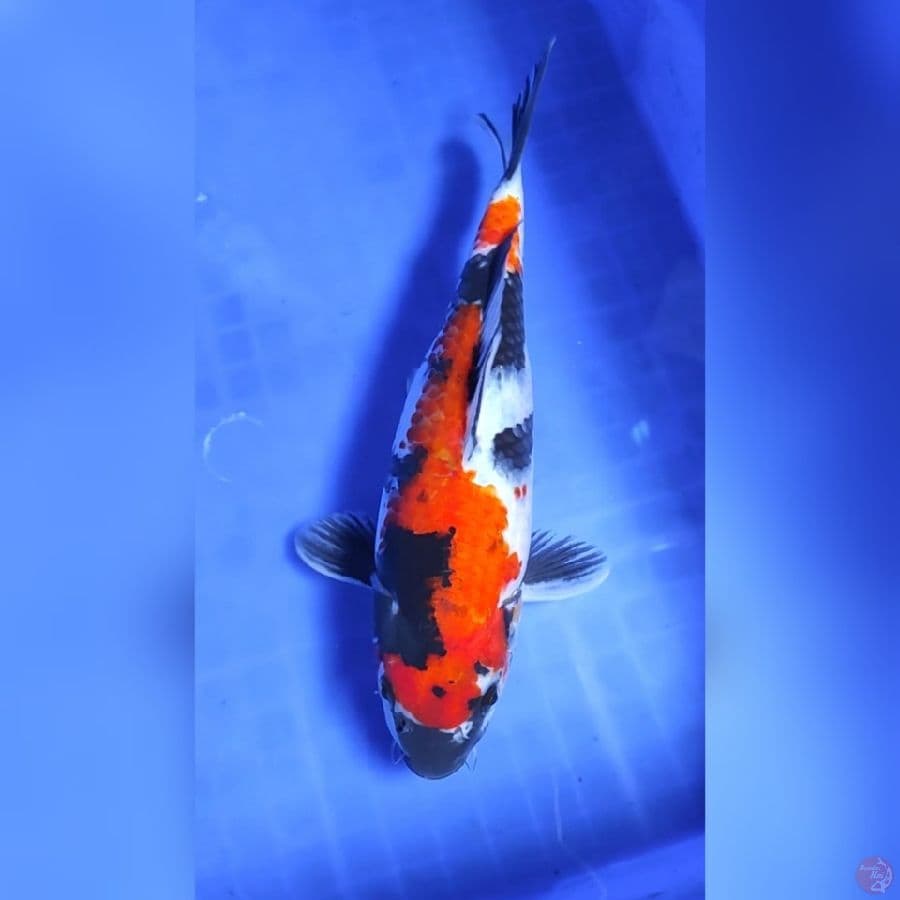( 26CM ) SHOWA - FEMALE