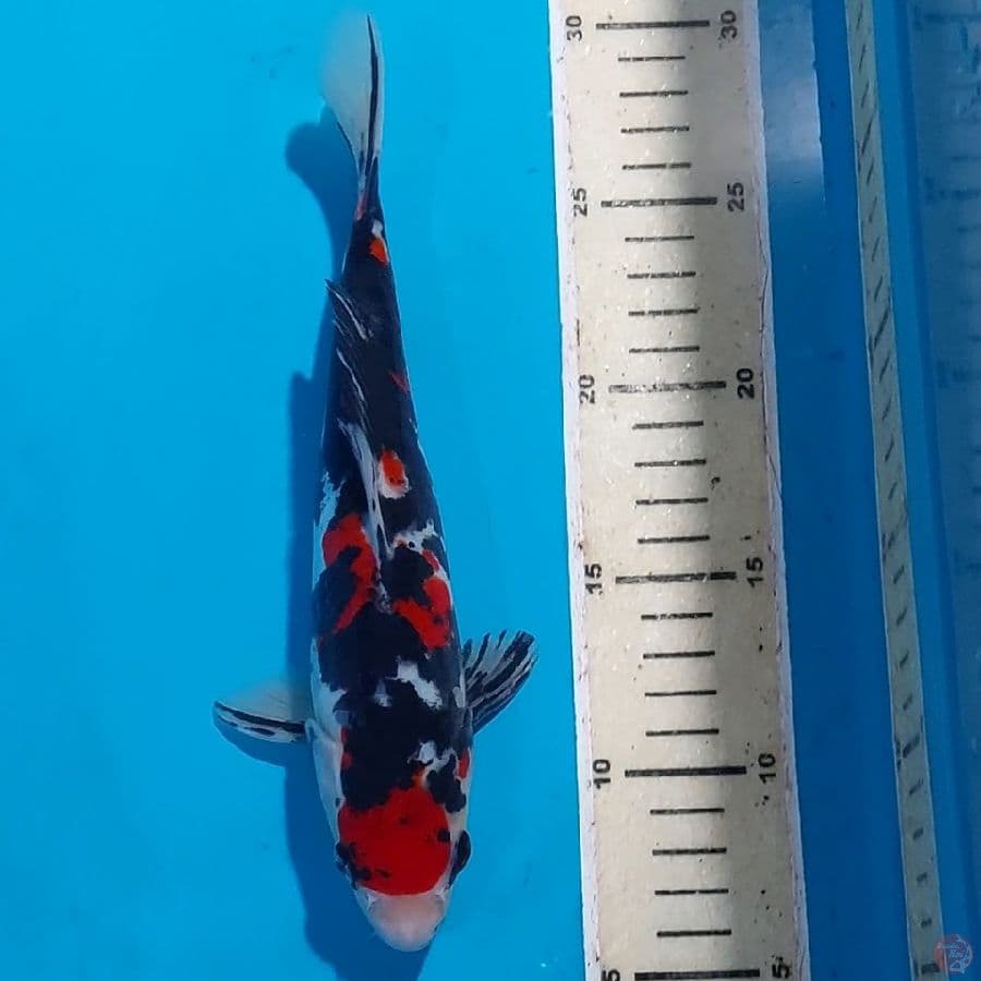 BLACK MAMBA DOITSU 23 CM