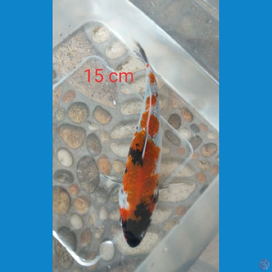showa ginrin 15 cm