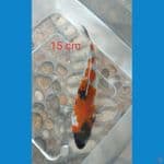 showa ginrin 15 cm