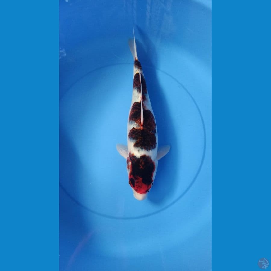 Goromo 45cm