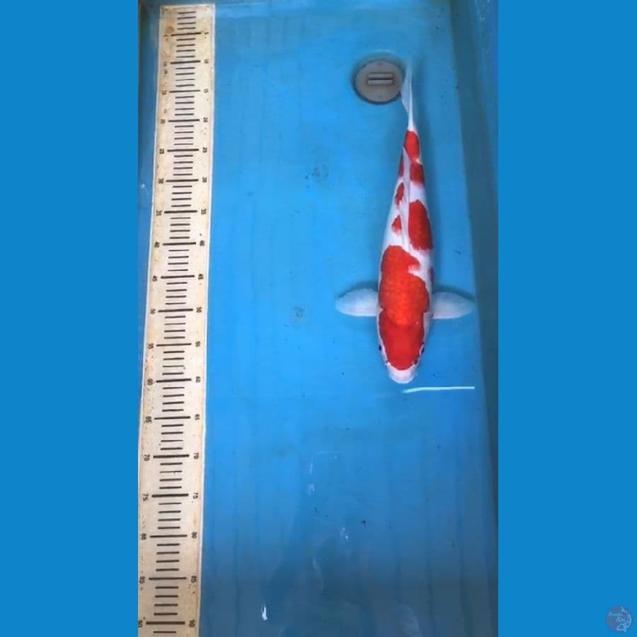 Kohaku HQ 46cm
