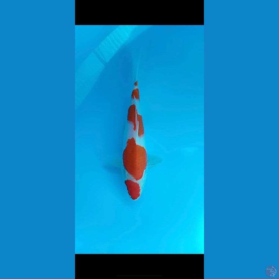 kohaku
