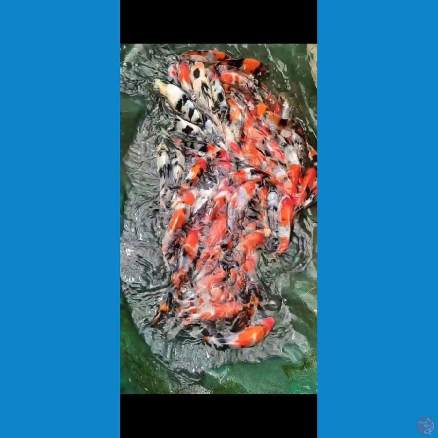 Showa mix Grade A 13-18cm 65ekor