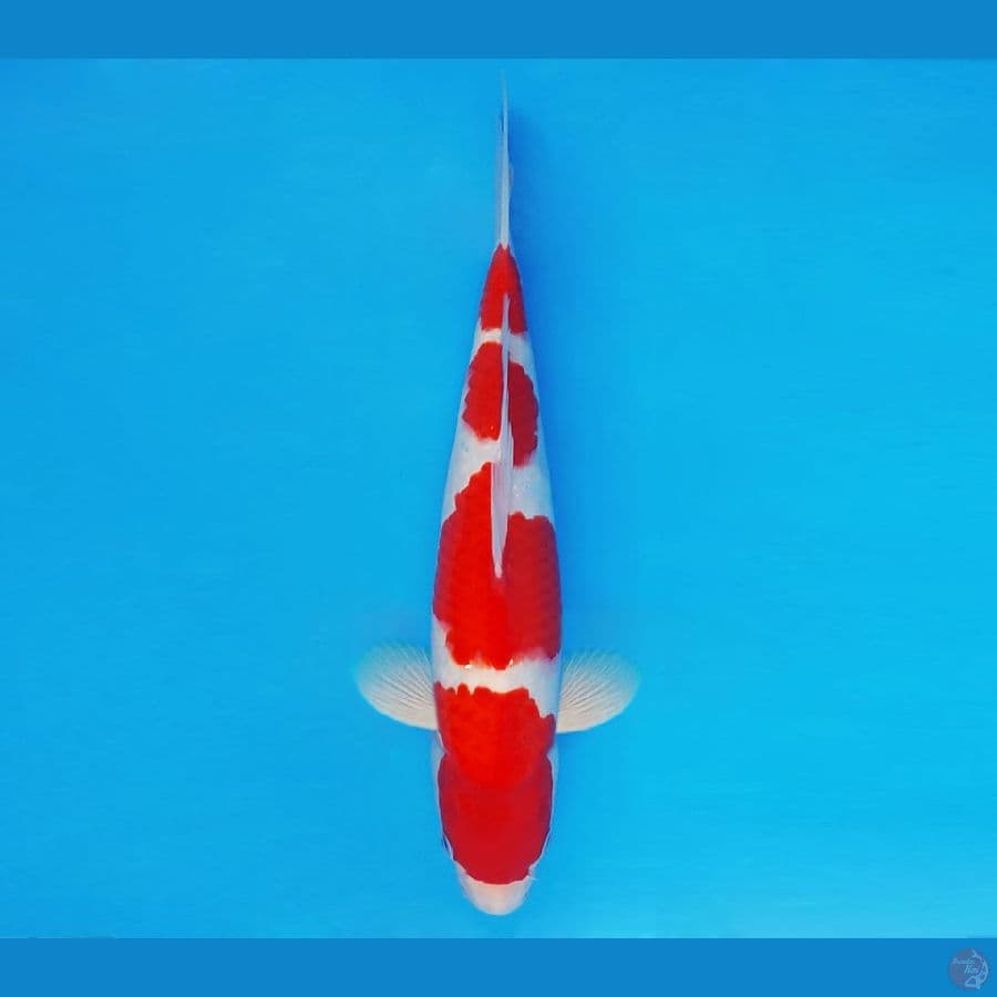 MEDUSA 1 ~ Kohaku 34 cm/male ™