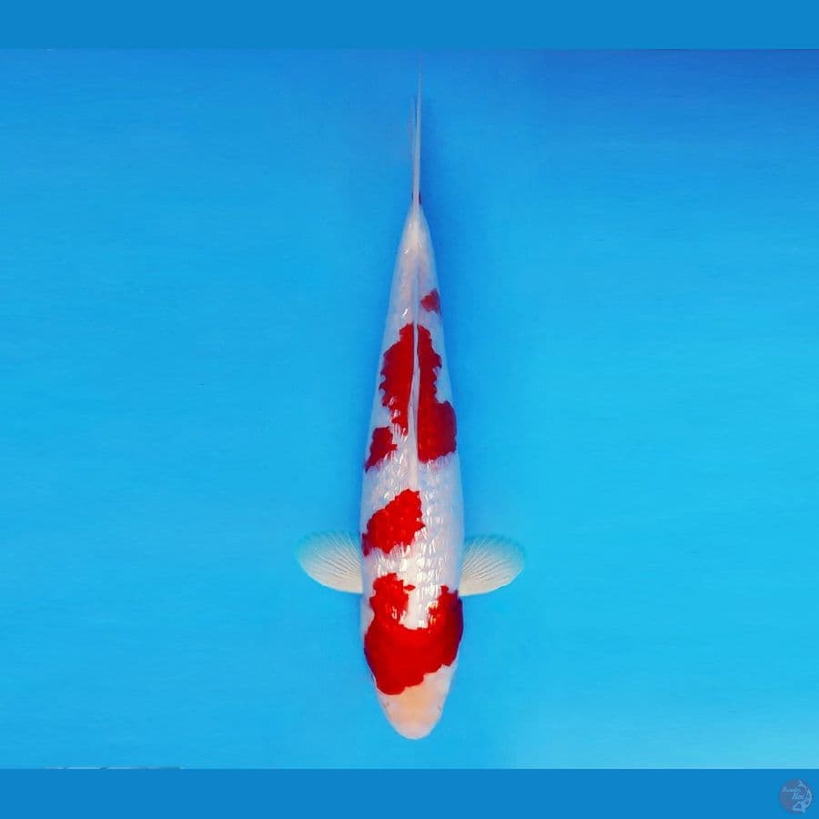 MEDUSA 6 ~ Kohaku Gin Rin 30 cm/male ™