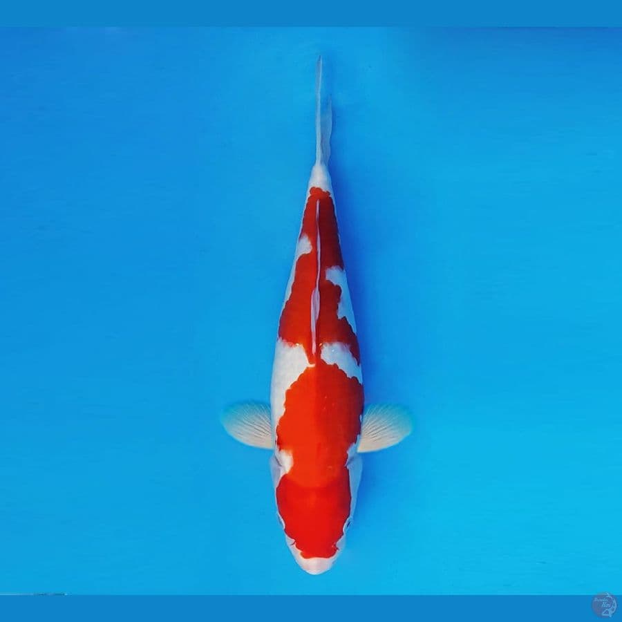 MEDUSA 10 ~ Kohaku 32 cm/fm ™
