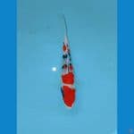special sanke 15 cm kuwalitas (SQ)