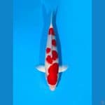 kohaku 40 cm male 
